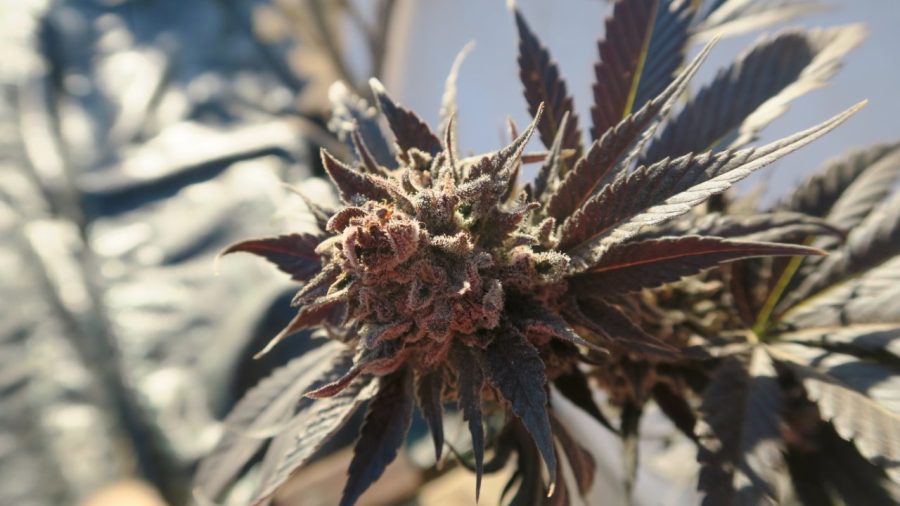 Flor de cannabis de la variedad KETAMA DIESEL de KETAMA SEEDS