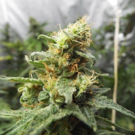 KETAMA CHEESE fleur de cannabis à autofloraison